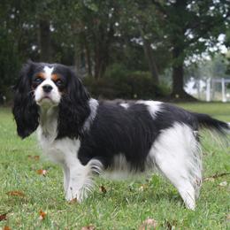 Avery - Cavalier King Charles Spaniel