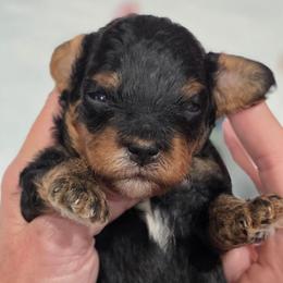 Blue Collar - Tri-color male Bernedoodle puppy in Vernon, Texas from Sugarland's Texas Goldendoodles