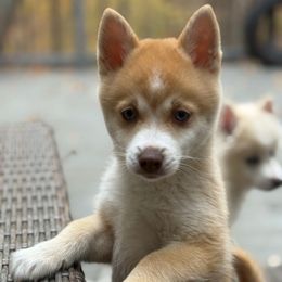 Pink Collar - Red and white female Pomsky puppy in Exeter, Rhode Island from Ocean State Pomskies