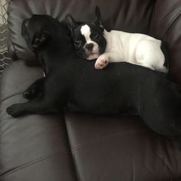 French Bulldog Puppies from BigStar French Bulldogs