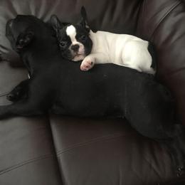 French Bulldog Puppies from BigStar French Bulldogs