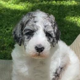 Snickerdoodle - Blue merle and white female Sheepadoodle puppy in Columbia, Tennessee from Primrose Cottage Puppies