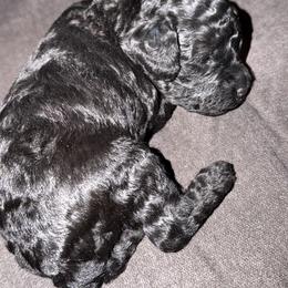 Poodle Puppies from ToyPoodle lover