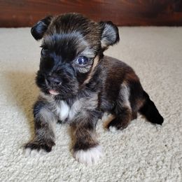 Bijou - Red sable male Havanese puppy in Kinston, North Carolina from Court Jester Havanese and Prissy Diva Russian Salon Dogs