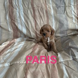 Paris - Apricot female Cavapoo puppy in Sherwood, Michigan from Patrick's Puppies
