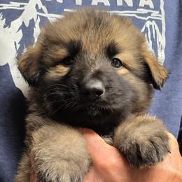 Bugatti - Red Boy - Gray sable male Shiloh Shepherd puppy in Charlo, Montana from IdleWilde Shilohs