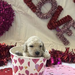 Poodle Puppies from Wild Orchid Poodles