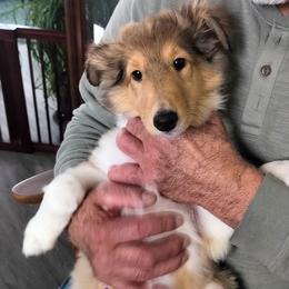 Lady Aisling - Sable merle and white female Collie puppy in Elmhurst, Illinois from Stacey's Collies