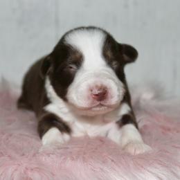 Melody-1500 - Red tri-color female Australian Shepherd puppy in Star City, Arkansas from Circle P Farm Australian Shepherds