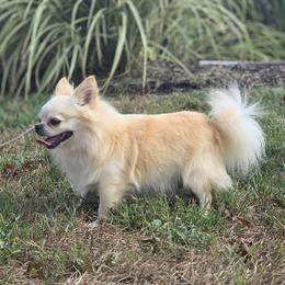 Ember - Cream male Chihuahua puppy in Piqua, Kansas from Cute As A Cupcake Chihuahuas