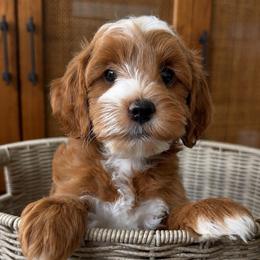 Ranger - Red  male Goldendoodle puppy in Gilbert, Arizona from Doodle Bliss