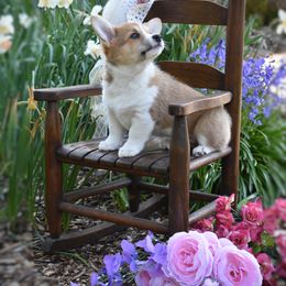 Girl 1 - White and red Pembroke Welsh Corgi puppy in Gig Harbor, Washington from Pacific Northwest Pembroke Welsh Corgis