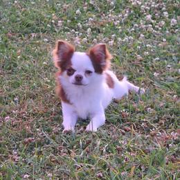 Magel - Chihuahua