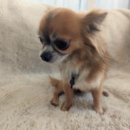 Karma - Chihuahua
