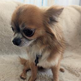 Karma - Chihuahua
