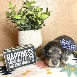 Green collar - Blue and cream male Dachshund puppy in Winter Haven, Florida from Davidson's Dachshunds