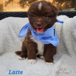Latte - Red & white male Miniature American Shepherd puppy in Austin, Texas from ATX Mini Aussies