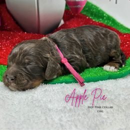 Apple Pie - Brown white and tan female Cockapoo puppy in Oologah, Oklahoma from Timber Hills Poodles and Doodles