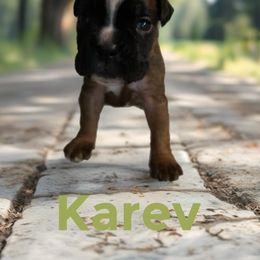 Karev - Fawn male Boxer puppy in Salisbury, New Hampshire from Mountain View Boxers