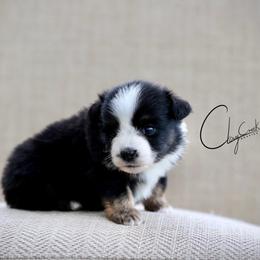 Tabasco - Black tri female Miniature Australian Shepherd puppy in Prague, Oklahoma from Clay Creek Aussies