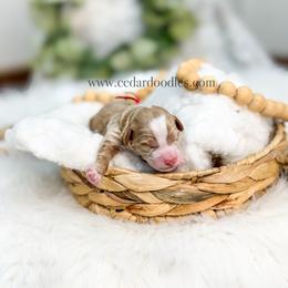 Red Male - Red  male Goldendoodle puppy in Cedar City, Utah from Cedar Doodles- Home of the Teddybear Goldendoodle