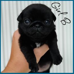 Girl B - Black female Pug puppy in Sarasota, Florida from Wicked Kennel