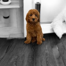 Gracie - Red  female Goldendoodle puppy in Bells, Texas from Partridge Doodles and Poodles