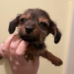 Holly - Wild boar female Dachshund puppy in Livingston, Kentucky from Illyria Dox & GSD