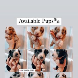 Miniature American Shepherd Puppies from SJC Texas Aussies