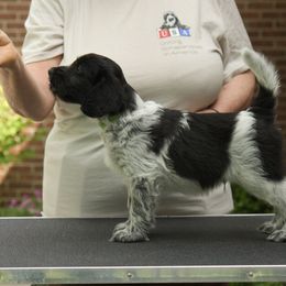 Schapendoes Puppies from Dream Star Schapendoes