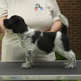 Schapendoes Puppies from Dream Star Schapendoes