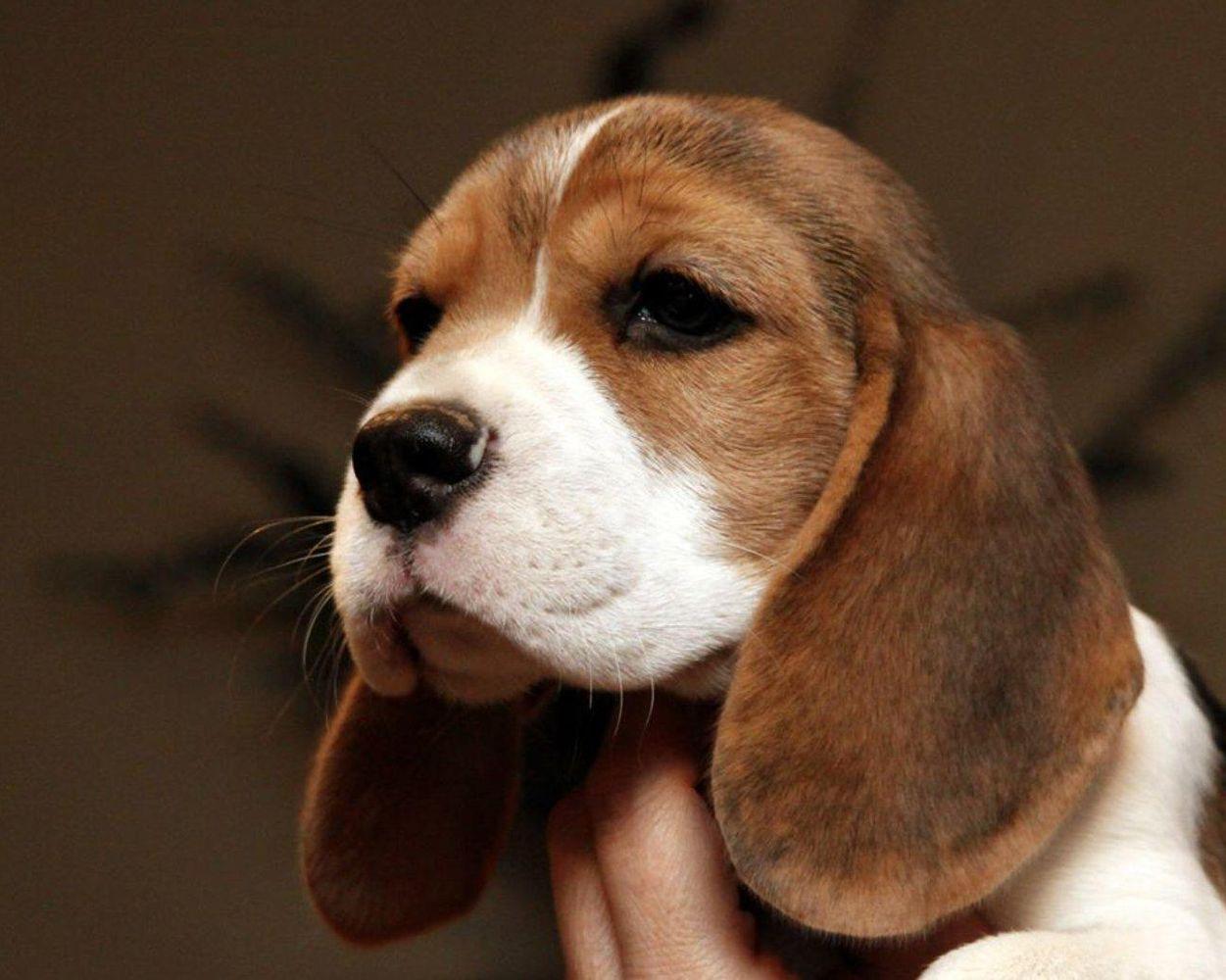 Begal Ridgeback Redstone Rhodesian Ridgebacks and Beagles in New York | Beagle and ...