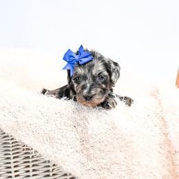 Blue - Merle female Goldendoodle puppy in Platteville, Wisconsin from Beck Kennel