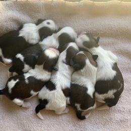 Shih Tzu Puppies from Willow Lane Shih Tzus