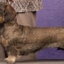 Lucy - Dachshund