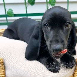 Raven - Dachshund