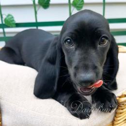 Raven - Dachshund