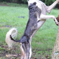 Azawakhs, Salukis, and Taigans from Xanadu Farms