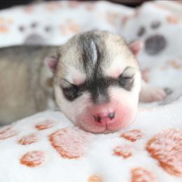 Yellow - Gray and white female Siberian Husky puppy in Le Sueur, Minnesota from Tevana Siberians LLC
