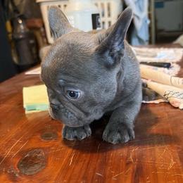 Colette - Blue female French Bulldog puppy in Wolf Creek, Oregon from Dejah Bleu Bulldogs