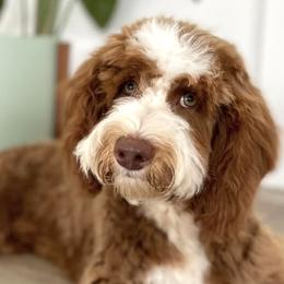 Knox - Goldendoodle