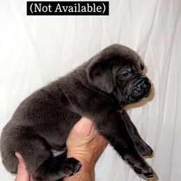 Cane Corso Puppies from Rock Creek Cane Corso