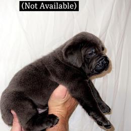 Cane Corso Puppies from Rock Creek Cane Corso