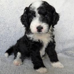 Boy 6 - male Goldendoodle puppy in Englewood, Ohio from The Golden Aussie Co.