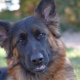 Eva - German Shepherd