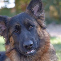 Eva - German Shepherd