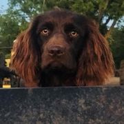 Riggsy - Boykin Spaniel