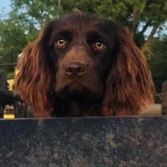 Riggsy - Boykin Spaniel