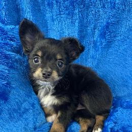 Snickers - Black and tan male Chihuahua puppy in Sugar Grove, Virginia from Kim's Chi babies from Place of Grace