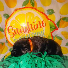 Orange collar - Black female Labrador Retriever puppy in Holyoke, Massachusetts from Urban Oak Labradors LLC